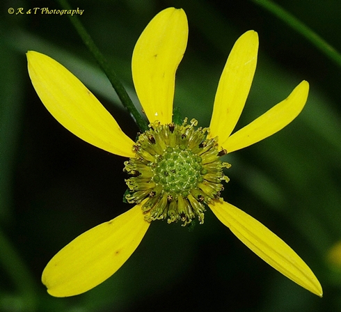 {Rudbeckia laciniata}